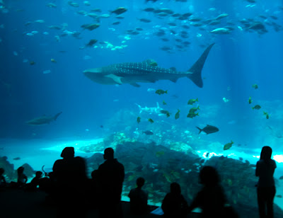 Whale Shark in the Ocean Voyager exhibit at Georgia Aquarium