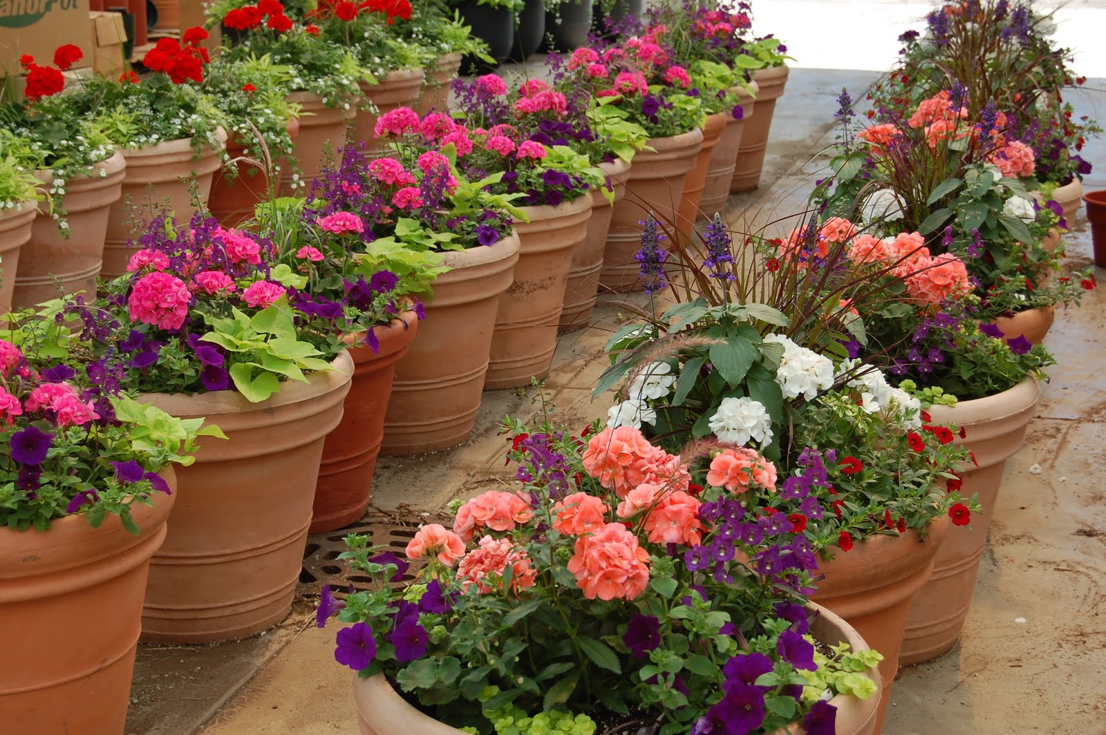 Schaefer Greenhouses: How To Plant a Patio Pot Container Garden