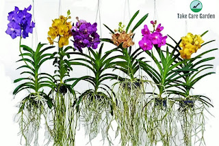 Vanda Orchids: How to Grow and Care for Vanda Orchid Plants