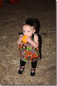 pumpkin patch 040