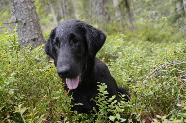 flat coated retriever