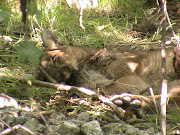 Mountain Lion found by pipe trash rack on trail to falls