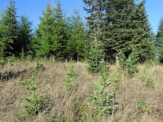 unshaped noble firs natural