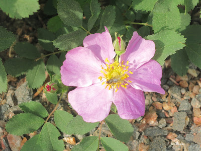 wild rose, likely Rosa woodsii