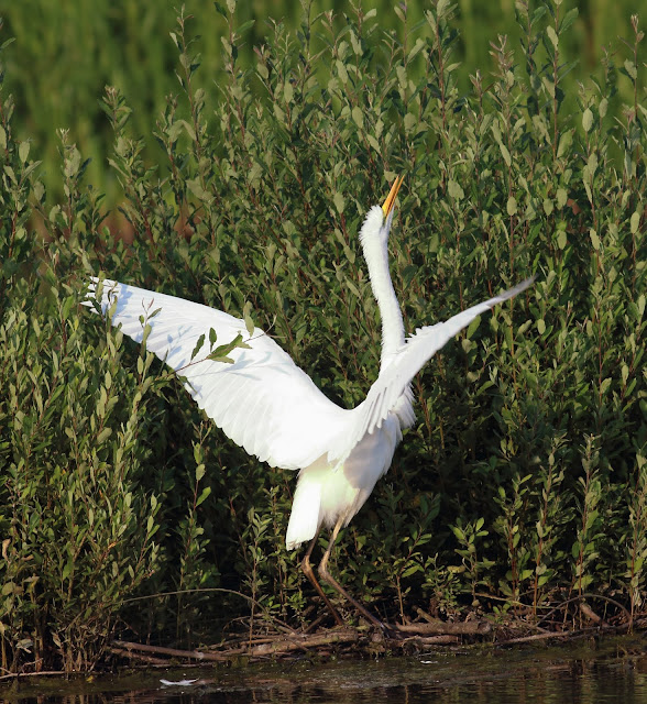 Great Egret, Tophill Low, 12/08/20