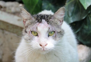 Gejala Scabies Pada Musang, Kucing, dan Anjing