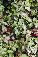 Alternanthera bettzickiana rosea
