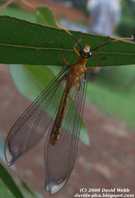 Lacewing Dragonfly insect with wings clinging to leaf (nymphes myrmeleonides)