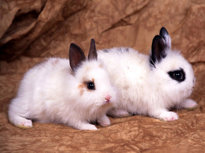 Cute Rabbit Normal Resolution HD Wallpaper 8