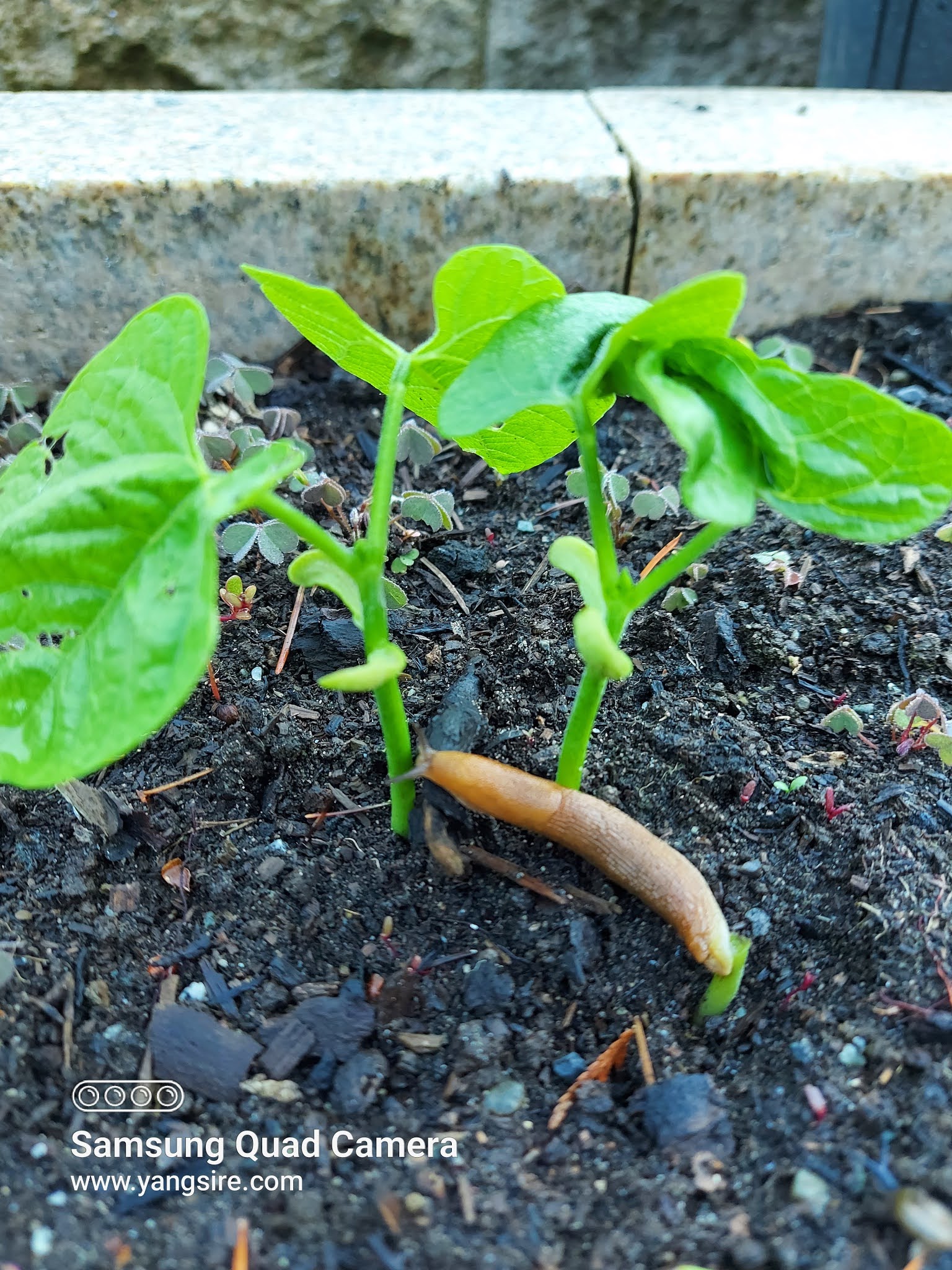 Bagyo beans green beans