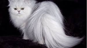 5 Fakta tentang Kucing Anggora A.K.A Turkish Angora. The Zhemwel