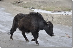 vers LEH 008 Rumtse yack domestique