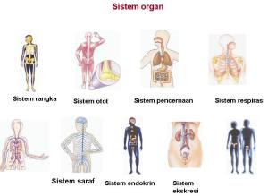 Ruang Lingkup Kajian Biologi Dan Permasalahannya