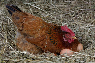 Ternak Ayam Modal 1 Juta Rupiah