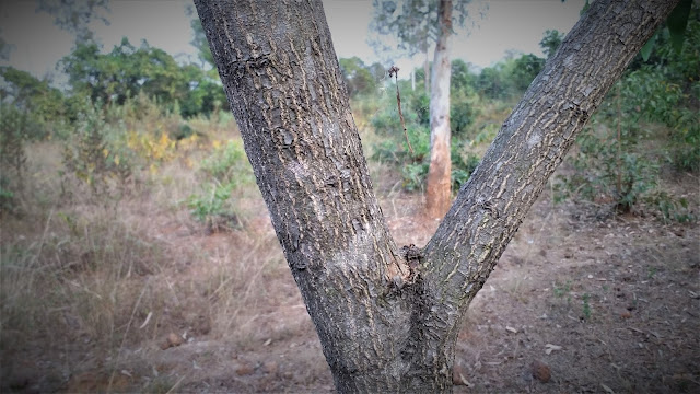 Arachnids net between the trees