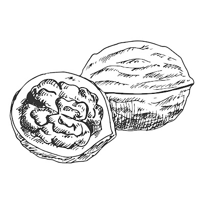 100+ Free Cartoon Images of Walnut dry fruit