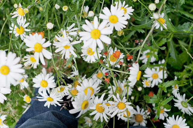oxeye daisies and fox and cubs