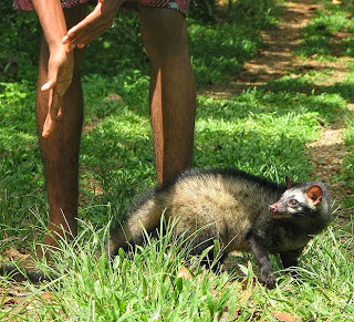 Hal-hal Yang Salah Dalam Menjinakkan Musang