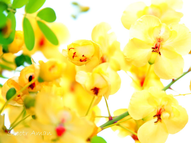 Caesalpinia decapetala