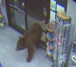 Ведмедь магазин