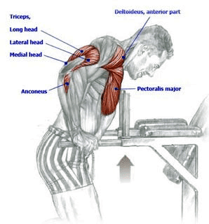  Chest Workouts