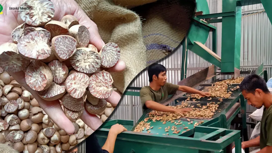 Wholesale betel nut supplier in Indonesia for Bangladesh buyers