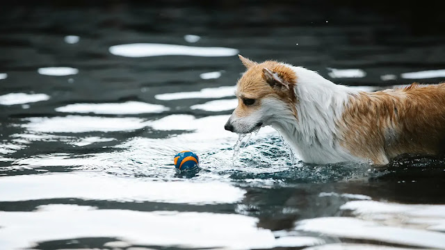 Dog in Pool