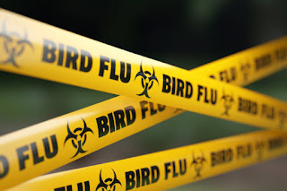 gripe aviária
