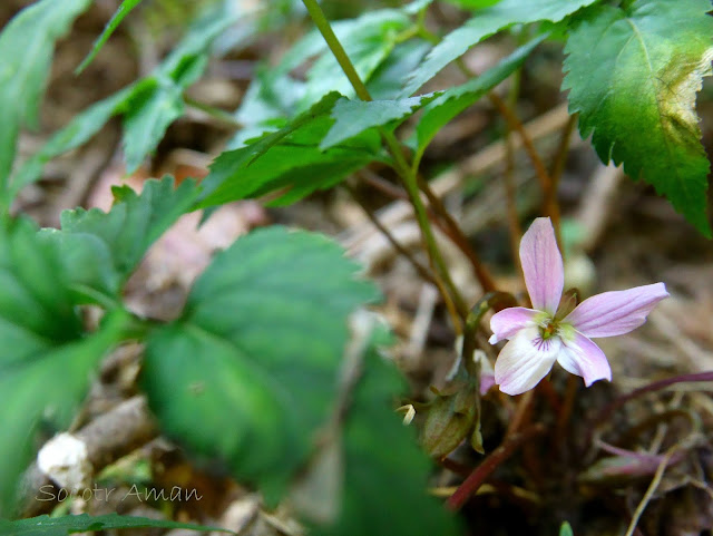 Viola eizanensis