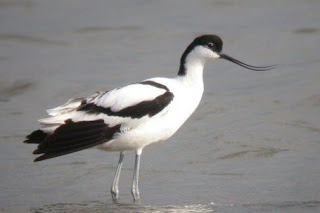 avocet bird watching