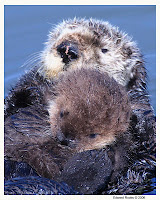 Sea Otter with Pup