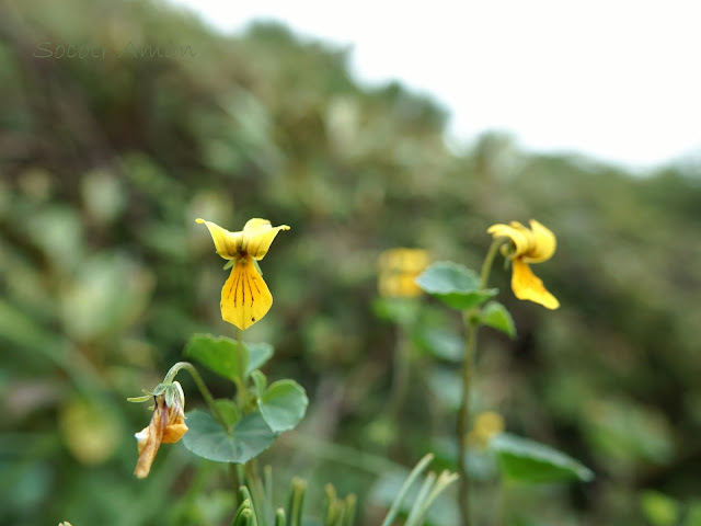 Viola biflora