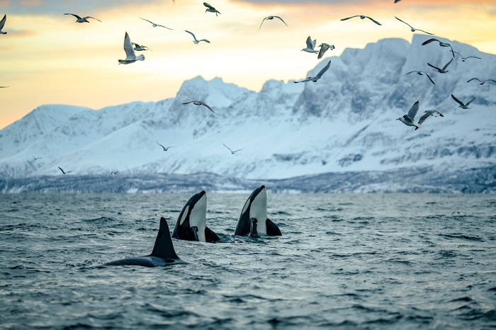 Killer Whales Have Evolved Into Fearless Apex of the Ocean