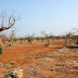 Ξυλέλλα: Το βακτήριο που απειλεί τις ελιές και τα αμπέλια της Ελλάδας (Photos | Video)