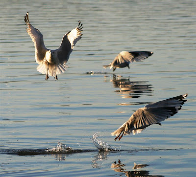 gulls on Lake Gaston