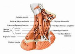 Neck-Muscles