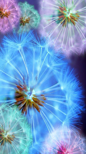 Download Wallpaper Beautiful Dandelion Flower Hd, 4k Images. 