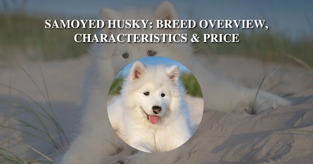 Samoyed Husky: A Beautiful and Intelligent Breed for Your Home