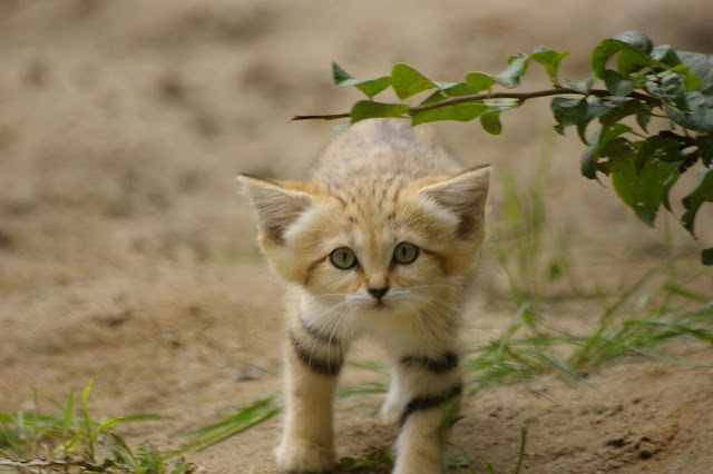 Песчаный кот, или барханная кошка (лат. Felis margarita)