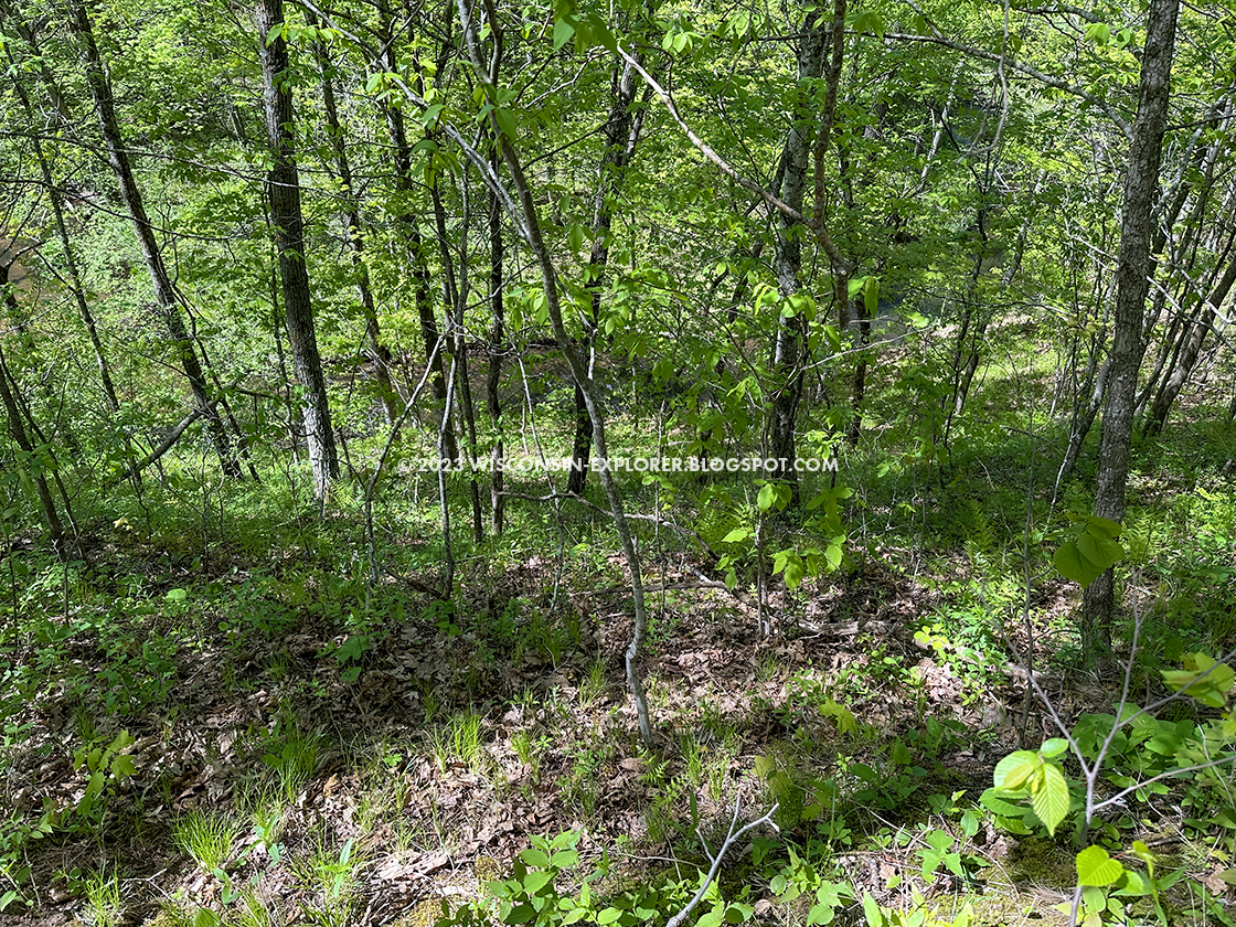 a creek at the bottom of a hill obscured by trees