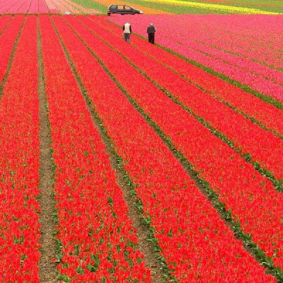 Tulip fields Netherlands