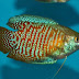 Mengenal dan Merawat Trichogaster Lalius (Dwarf Gourami)