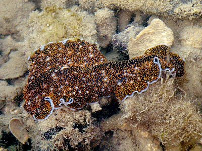 Flatworm (Acanthozoon sp.)