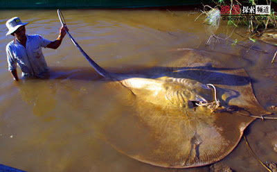 The Biggest Animal & Plant Ever Found In The World Seen On  www.coolpicturegallery.us