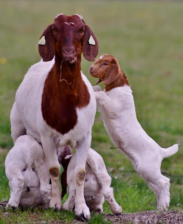 female bore goat