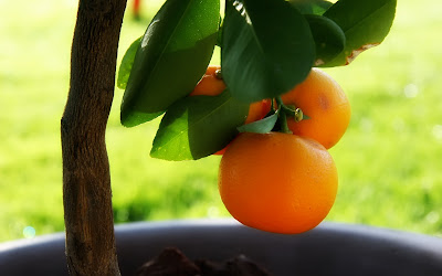 Amazing fruits wallpapers 2012