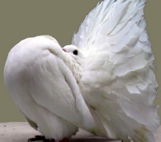 Gambar Burung Merpati Kipas