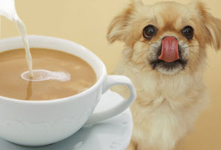 Foods Your Dog Should Never Eat