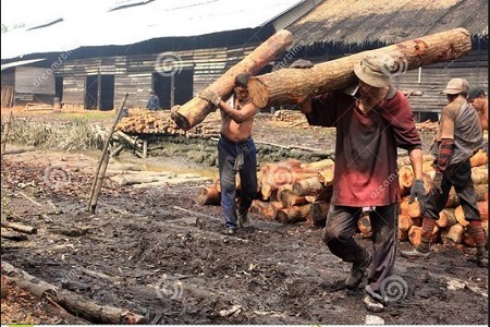 Federal Government Bans Woods, Charcoal Exportation