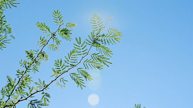 在神的顯明中我才認識到了自己狂妄自是、任意妄為的撒但本性，在神面前沒有一點敬畏之心，絲毫不懂規矩，同時也明白了人的大腦只是一坑臭水，別出心裁想出來的辦法再好也是撒但的意思，也只能讓神恨惡，只能得罪神打岔神的工作。